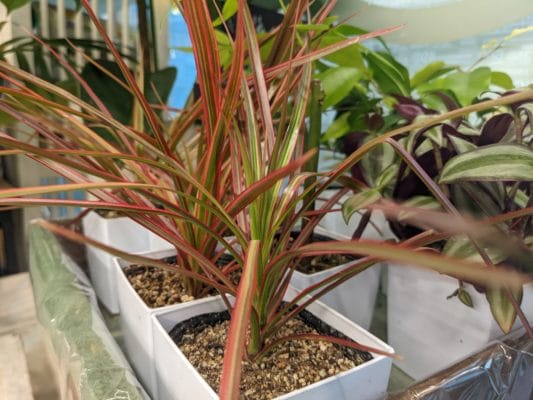 観葉植物 2 PXL 20220108 043818920