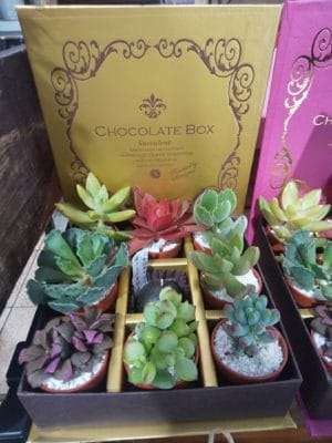 フラワーバレンタイン♥花は自由なラブレター 2 16447458705123937219493256583846