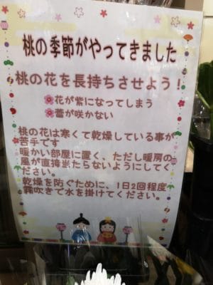 桃の花のご紹介 2 IMG 20220220 192317