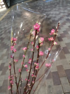 桃の花のご紹介 1 IMG 20220220 192349
