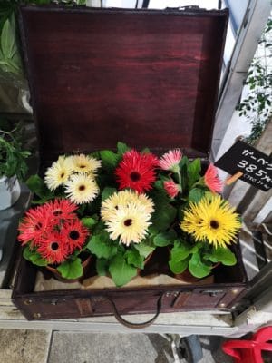 春らしさが鉢物にも 4 IMG 20220226 145739 BURST002