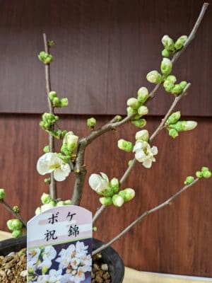 木瓜(ぼけ) 1 PXL 20220116 111448788