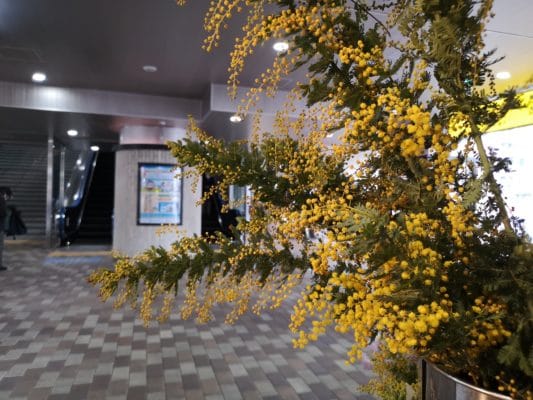 蒲田店の近況とチューリップ🌷.* 1 IMG 20220308 104020