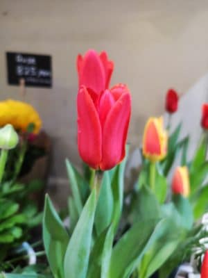 蒲田店の近況とチューリップ🌷.* 3 IMG 20220311 181808