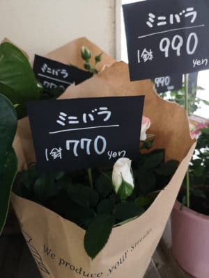 ミニバラのご紹介 1 IMG 20220323 145724