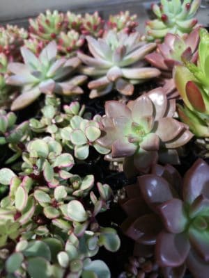 多肉植物の魅力 1 IMG 20220326 091315