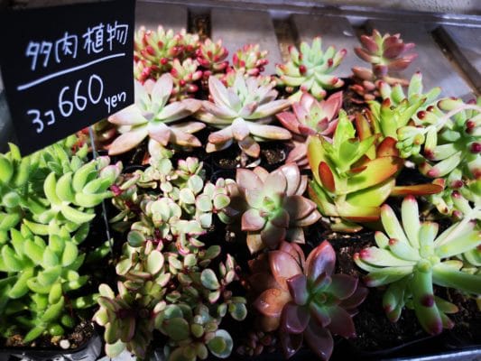 多肉植物の魅力 2 IMG 20220326 091325