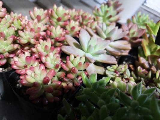 多肉植物の魅力 3 IMG 20220326 091336