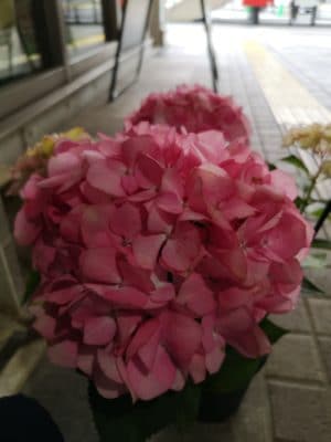 紫陽花の魅力 2 IMG 20220330 094407