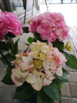 紫陽花の魅力 3 IMG 20220330 094417