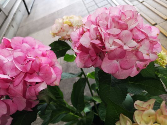 紫陽花の魅力 1 IMG 20220331 062840