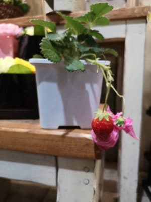 イチゴ苗登場! 2 IMG 20220418 184334