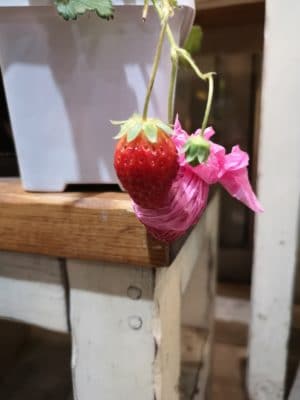 イチゴ苗登場! 1 IMG 20220418 184336