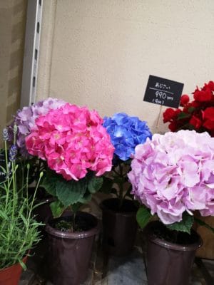 イチゴ苗登場! 4 IMG 20220418 184348