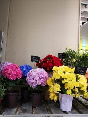 イチゴ苗登場! 3 IMG 20220418 184350