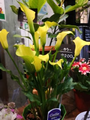 カラー入荷! 1 IMG 20220425 180731