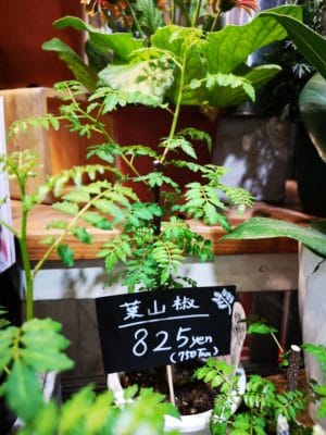 ラベンダーのご紹介 2 IMG 20220425 180741