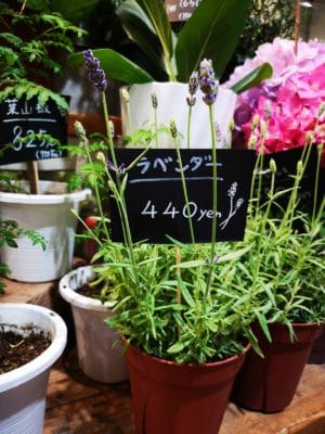 ラベンダーのご紹介 1 IMG 20220425 180753