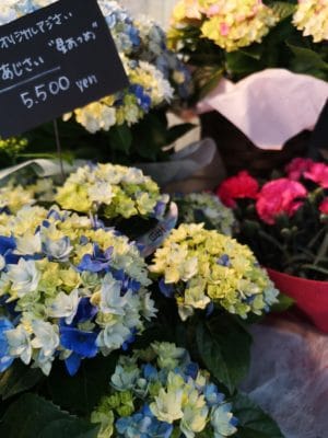 カーネーション 4 IMG 20220430 110333
