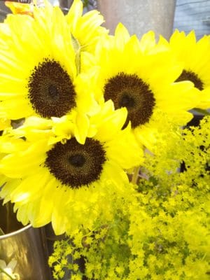 大人気!ひまわり入荷始まってます🌻 1 DSC 2010