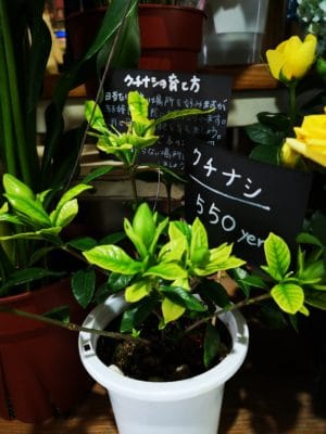 クチナシの季節 1 IMG 20220520 142111