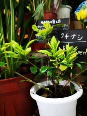 クチナシの季節 2 IMG 20220520 142117