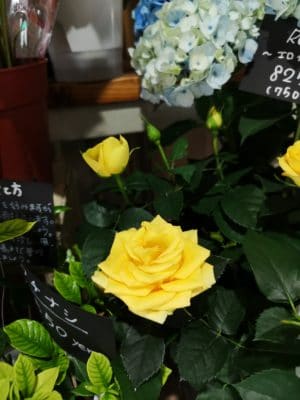クチナシの季節 4 IMG 20220520 142125