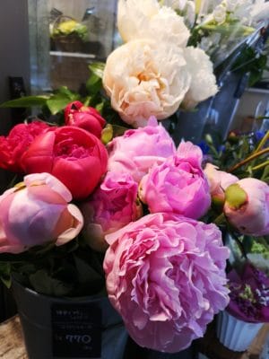 魅惑の芍薬 4 IMG 20220531 125153