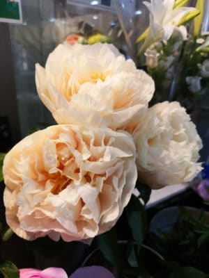 魅惑の芍薬 3 IMG 20220531 125200