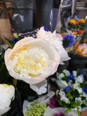 魅惑の芍薬 2 IMG 20220531 125213 1