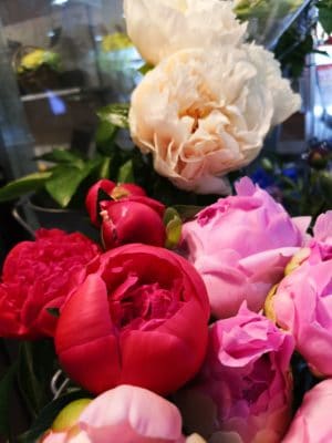 魅惑の芍薬 1 IMG 20220531 125225