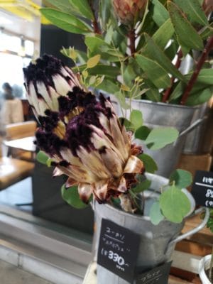 プロテアのご紹介 3 IMG 20220531 125247