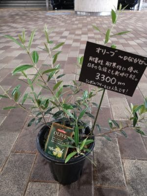 オリーブの鉢物入荷 1 IMG 20220531 125330