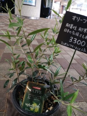 オリーブの鉢物入荷 3 IMG 20220531 125334