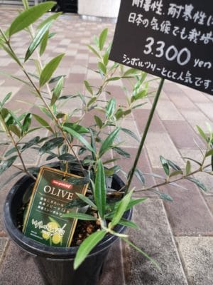 オリーブの鉢物入荷 2 IMG 20220531 125336