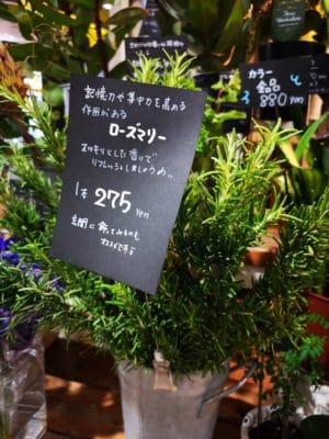 初夏にピッタリなハーブ 1 IMG 20220531 174138