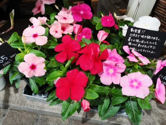 紫陽花と日々草 3 IMG 20220611 130242