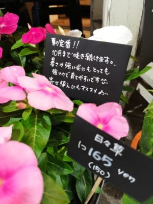 紫陽花と日々草 2 IMG 20220611 130308