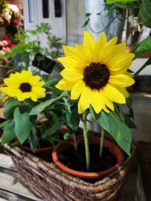 ひまわり🌻 3 IMG 20220618 100820