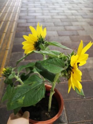 ひまわり🌻 4 IMG 20220618 100833