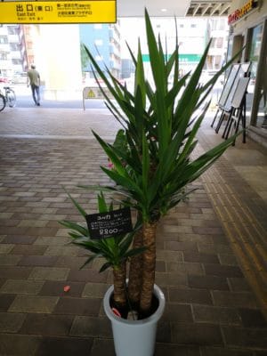 大きなユッカが来ました! 2 IMG 20220627 095345