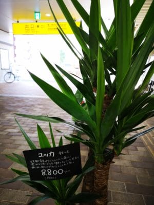 大きなユッカが来ました! 4 IMG 20220627 095400