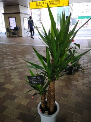 大きなユッカが来ました! 5 IMG 20220627 095407