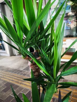 大きなユッカが来ました! 1 IMG 20220627 095415
