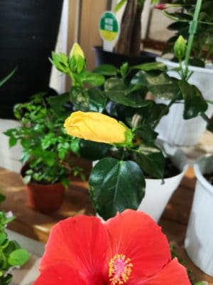 ハイビスカスの魅力 3 IMG 20220628 125621