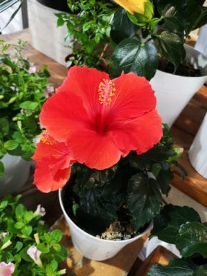 ハイビスカスの魅力 1 IMG 20220628 125642