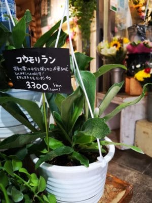 コウモリラン 3 IMG 20220717 173955