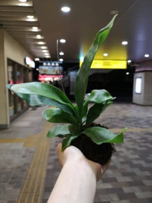コウモリラン 1 IMG 20220717 194855