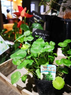 涼しさを感じる観葉植物 1 IMG 20220721 172142