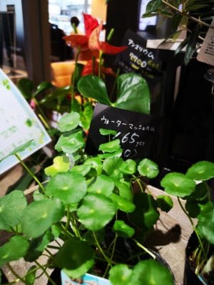 涼しさを感じる観葉植物 2 IMG 20220721 172145